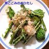 採れたて山菜天然青こごみ おひたし・ごま和え等で《予約受付》