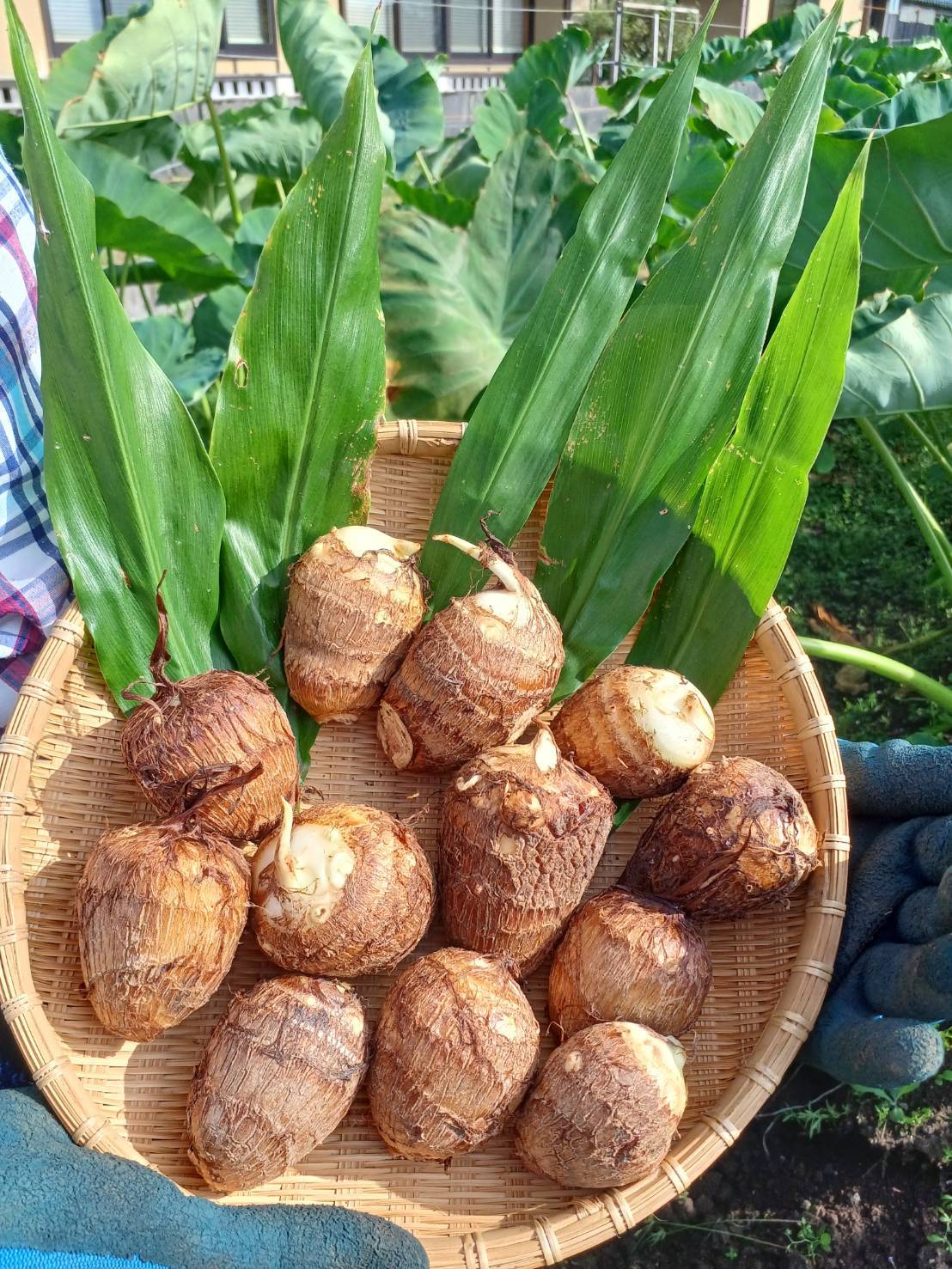 里芋の通販・お取り寄せ商品｜野菜｜ポケットマルシェ｜産地直送