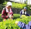 【有機栽培】わたらい上撰煎茶（三重県・2020年度産）100g入り