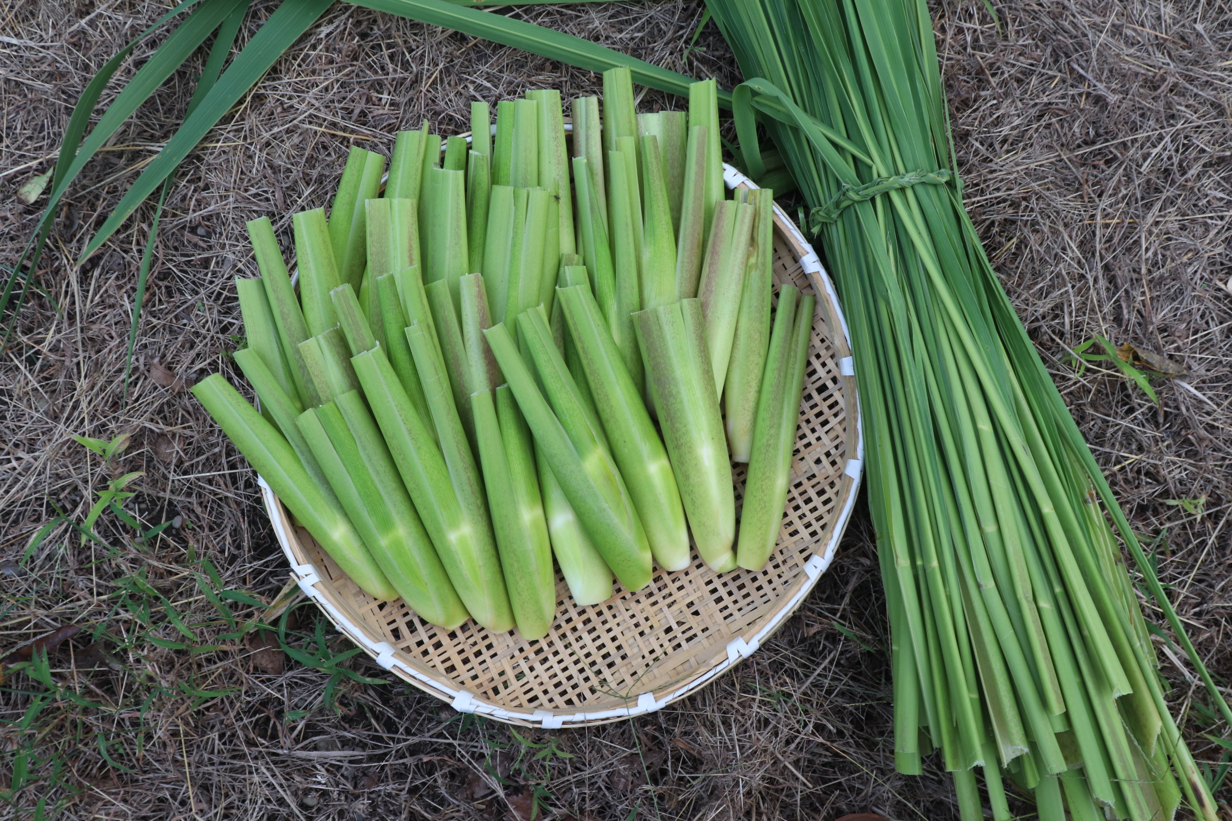 今が旬です・マコモダケ2kg入り 2kg13本から15本