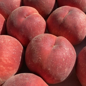 南信州『あかつき』桃の王道品種✨果汁たっぷり朝採りの桃贈答品