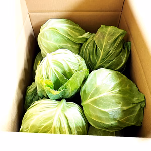 納豆菌栽培淡路島　きゃべつ　芯まで甘く旨味たっぷり！