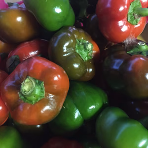 〈お願いレスキュー!!プレゼント付き〉カラフル野菜♡お試しBOX