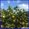 [2月採り] 黄色い芳香柑橘 天草の文旦「パール柑」（ご家庭向き） 