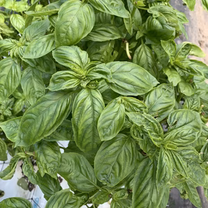 バジル農家が作る本物生バジル！３００g