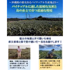 【送料無料】完熟スナックパイン2キロ（合計3玉）！沖縄県今帰仁産パイナップル