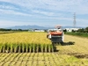 【 令和5年産 】特別栽培米 ⭐︎キヌヒカリ　10kg 