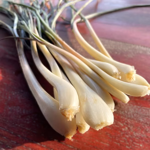 【産直 土付き】宮城県産 辛ウマ！エシャレット 200g~ 若採りらっきょう 