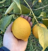 『キンカン』と『レモン』のセット！！