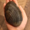横綱アサリ（砂抜き済み）