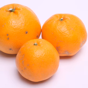 わけあり はるみ