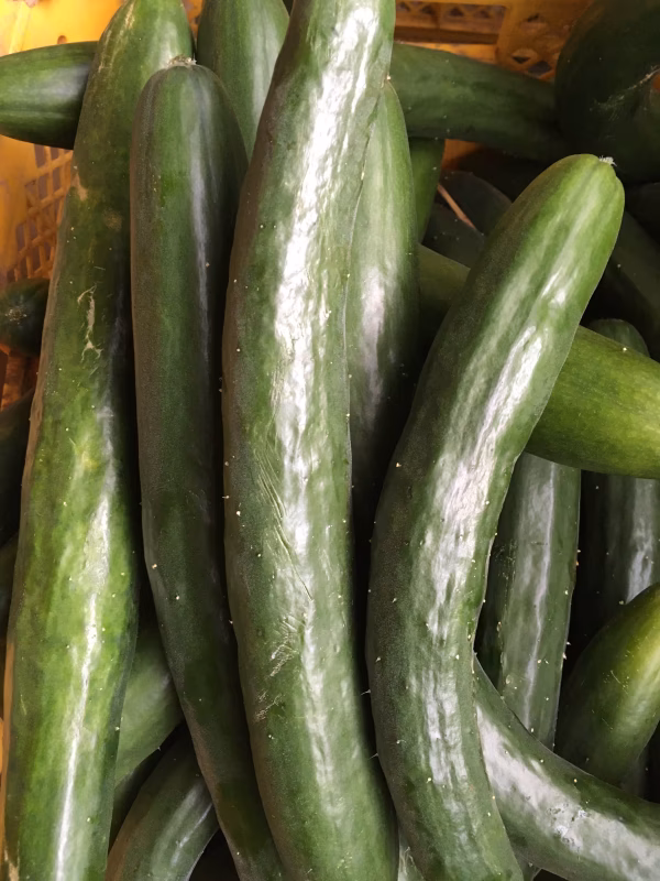 きゅうり無選別（５キロ）
