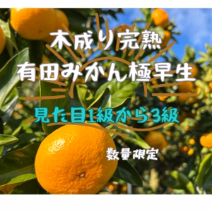 木成り完熟 有田みかん　みかん　極早生　サイズ2SからL  見た目1級から3級 