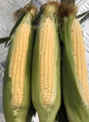 幻になってしまう甘々トウモロコシ「きみひめ」