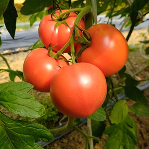 【まるでドレッシングを食べる器】毎日の料理を引き立てる！赤熟もぎり『豊潤とまと』