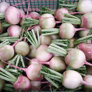 有機紅芯大根 バラ詰め14kg（有機JAS認証・J-GAP認証）