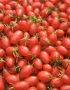 フルーツトマト　高糖度アイコ　糖度10度以上　1.8kg