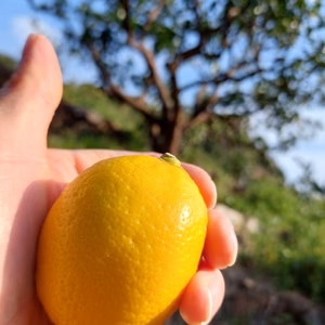 段々畑のレモン【小玉】5kg(箱込)