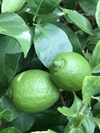 太陽の恵みを浴びた グリーンレモン 正品　約1kg 蒲郡産 