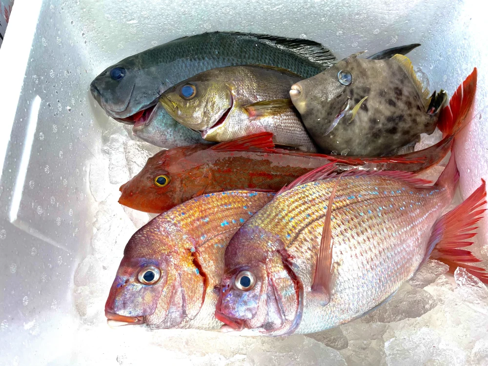 【島漁師おまかせ鮮魚セット】プラスワタリガニ2杯入り2〜3種類 ※活〆血〆神経〆