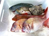 【島漁師おまかせ鮮魚セット】プラスワタリガニ2杯入り2〜3種類 ※活〆血〆神経〆
