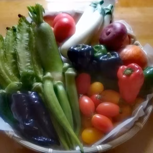 旬☆彩　元気★野菜セット～農薬/化学肥料・不使用