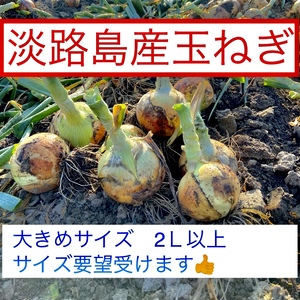 淡路玉ねぎ　新玉　令和3年度収穫