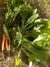 送料無料【11/24火曜発送】自然農法野菜コンパクトboxいっぱいに詰合せ♪