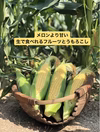 東海テレビのぐっさん家で紹介❣️メロンより甘い生で食べれるとうもろこし