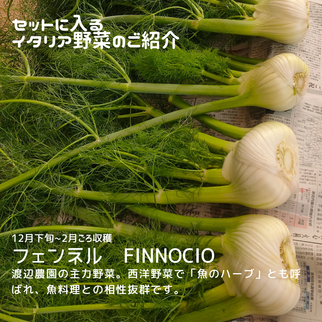 月1定期便】渥美半島産♪イタリア野菜セット/冬の3ヶ月限定｜野菜