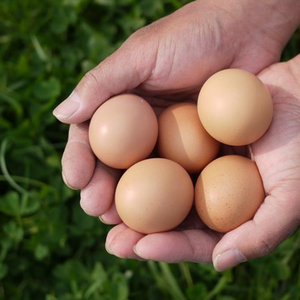 お試し卵便20個　平飼有精卵「ほんまの卵」