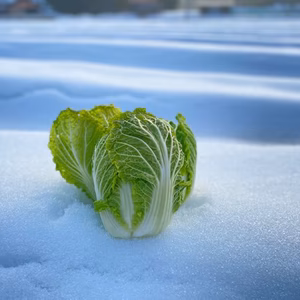 【少人数にピッタリ...越冬白菜】兵庫県香美町産雪ぶとん白菜！
