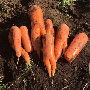 （詳しくは商品概要へ）うさぎ第一高校３年B組の生徒（人参）の就職先を探しています