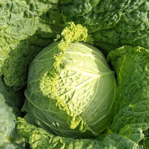 『送料無料』野菜ソムリエの栽培する健康野菜アラカルト小包便