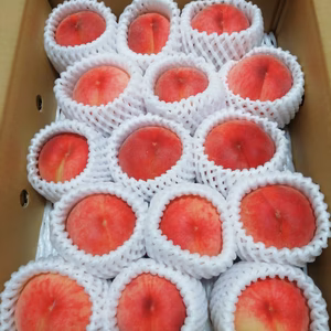 【数量限定】桃あかつき樹上完熟(もぎたて直送)2.5kg(15玉入り)小玉サイズ