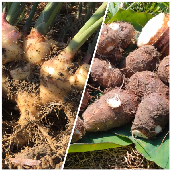 新生姜と里芋セット【農薬・化学肥料 不使用】