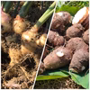 新生姜と里芋セット【農薬・化学肥料 不使用】