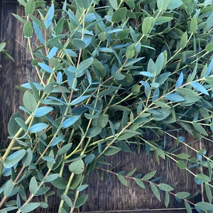 大容量！リースやスワッグに ユーカリ 切り枝約75本