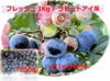 冷凍果実1Kg：ラビットアイ系(250gパック x 4)
