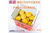 【新発売】厳選 園主こだわり土佐文旦10kg大小混合【家庭用】