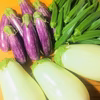オクラ&とろける茄子セット【とろーり旨なす&パープルクララ】さぬき讃ベジタブル
