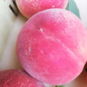 あまーい！樹上完熟！山梨県産白桃！