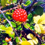 クルクルくるみ