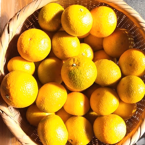 完熟！新春収穫予定【スイートスプリング】