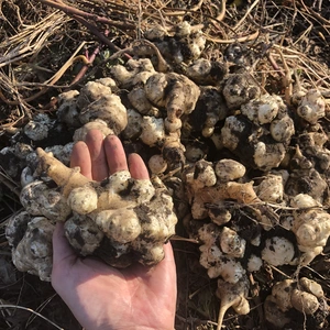 菊芋（約1.5kg）土つき