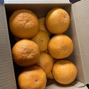 【2月発送】和歌山県有田産☆不知火　綺麗めな小さめサイズ　約14個