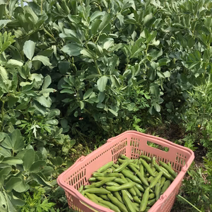 自然栽培 ソラマメ