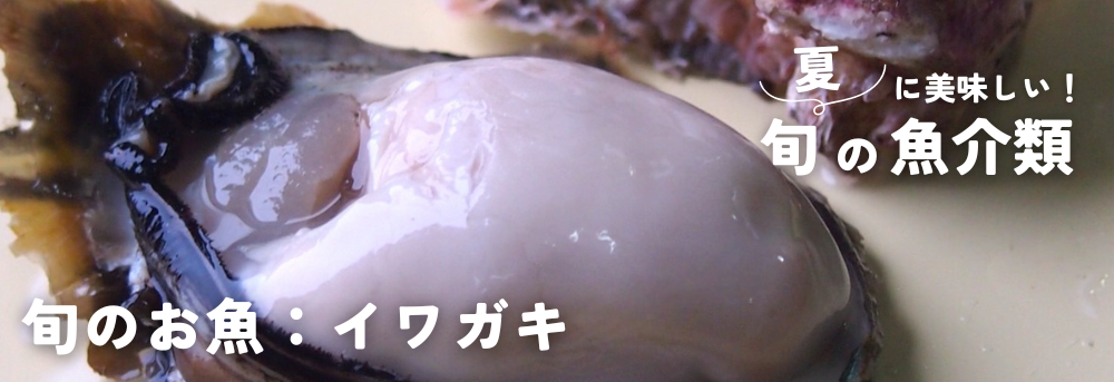 夏に旬の魚介類 イワガキ