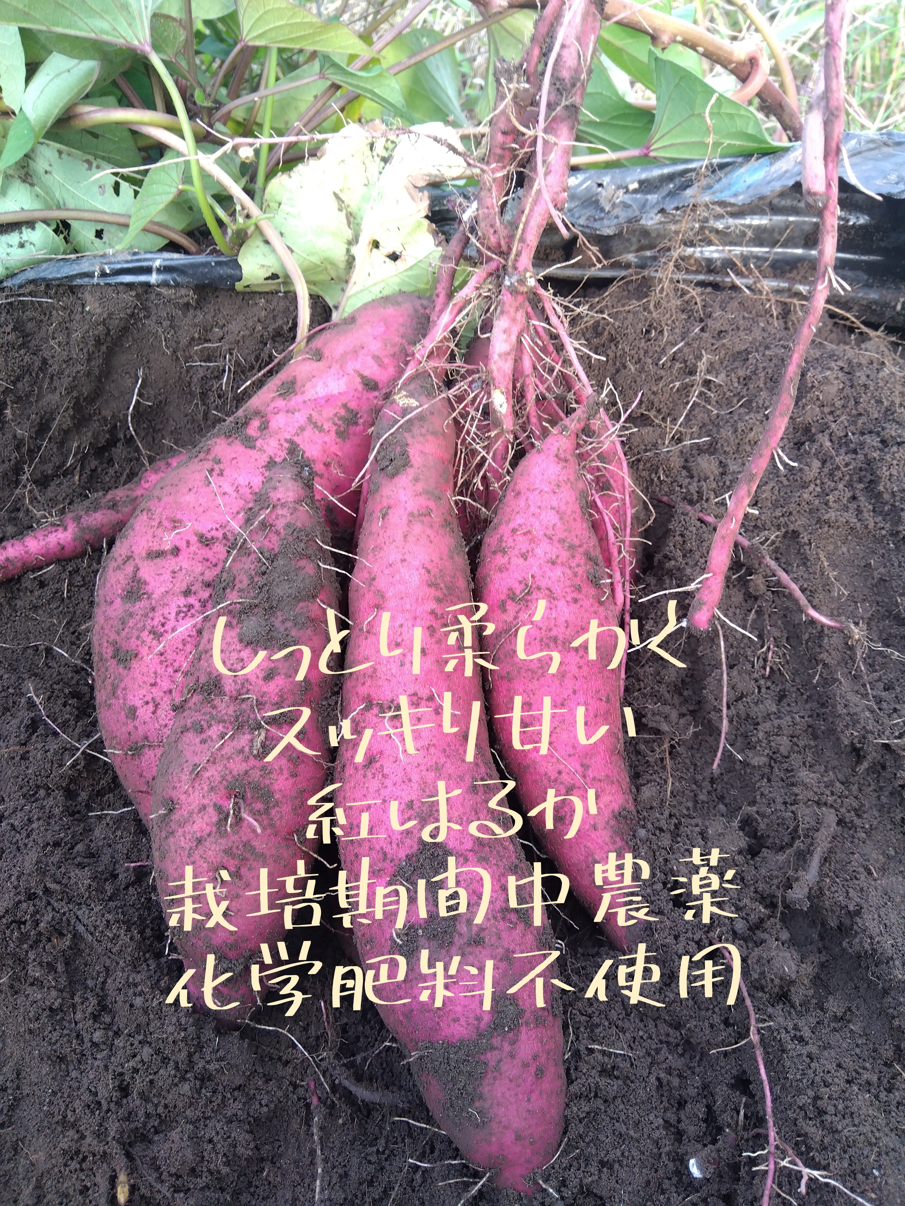 紅はるか栽培期間中農薬不使用 - 野菜