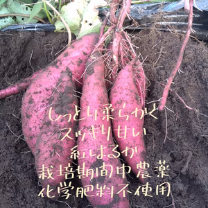 小さめ、焼き芋用　紅はるかお試し1kg